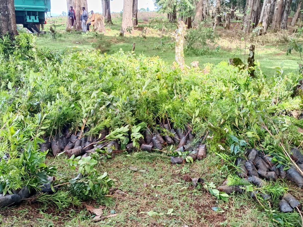 Africa Steps Up Forest Finance as Global Funding Falters