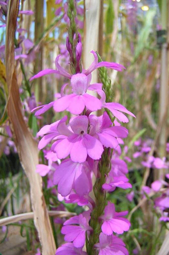 Factsheet: Understanding and Controlling Striga– Kenya’s cereal killer