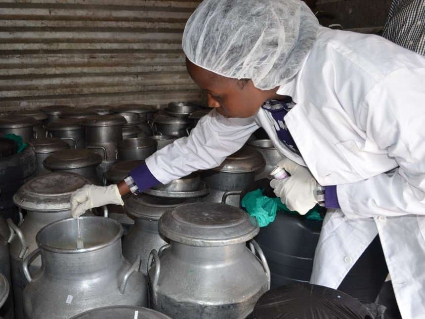 New KCC to pay farmers Sh8 more per litre of milk delivered