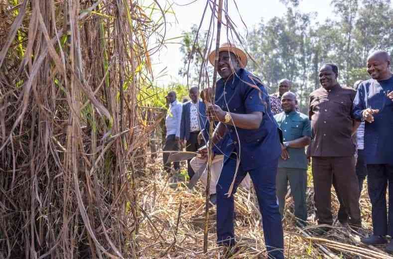 Why Kenya Has Reduced Sugarcane Price From Ksh5,750 to Ksh5,500 per Tonne