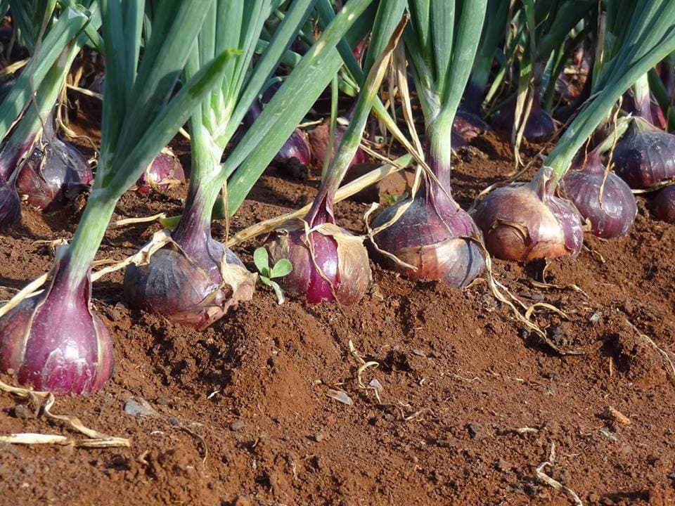 Onion variety that provide farmer access to early markets