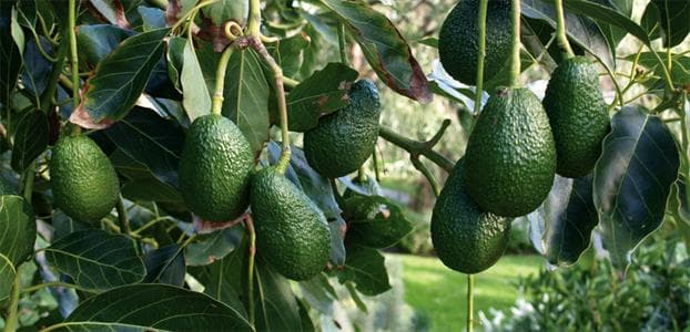 Exporting company to train farmers on avocado production