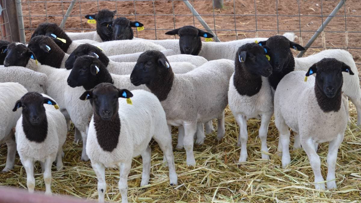 Everything you need to know about profitable sheep farming
