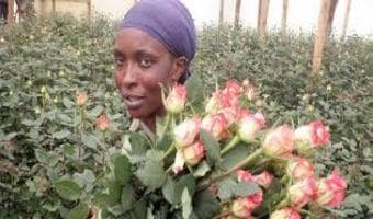 Flower companies court solar energy to stem rising production cost