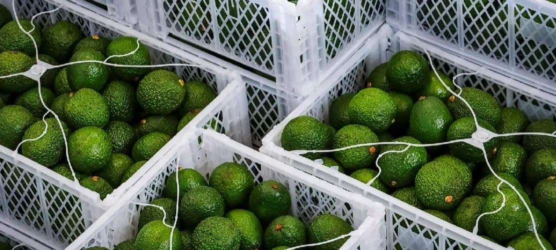 Sasini Puts Nairobi Avocado Plant Up for Sale in Strategic Shift