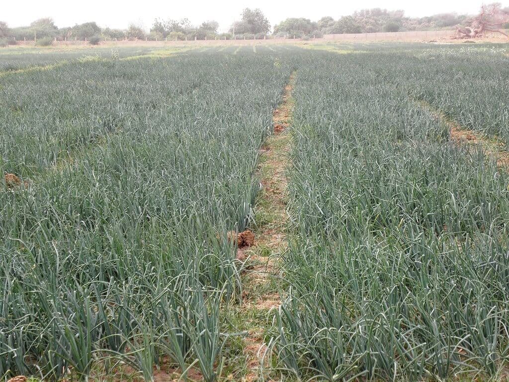 Veteran onion growers swing back to local seeds for ease of sale