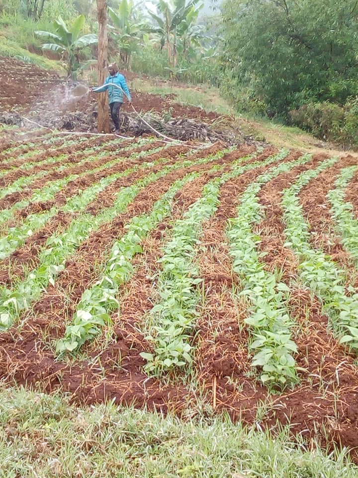 25 Muranga farmers earn Sh20m a year from French beans through group export contract