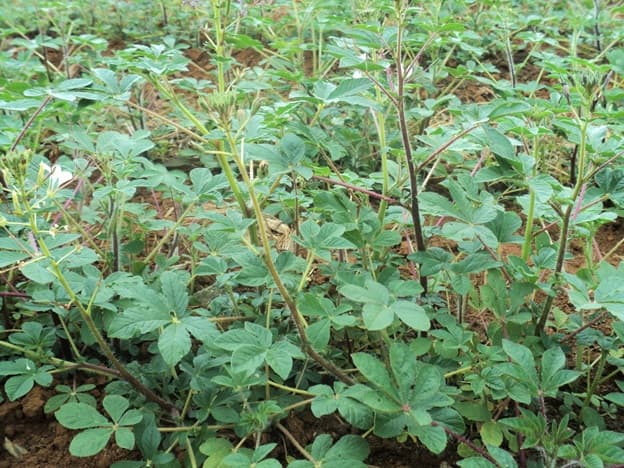 Siaya group excel in collective marketing of traditional vegetables