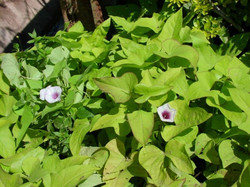 Poisonous weed destroys 45 per cent of pasture in Kajiado