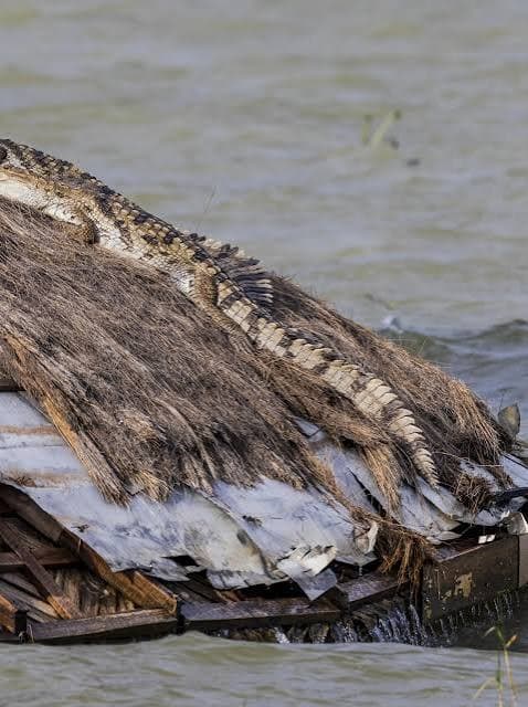Rising Kenyan lakes push crocodiles closer to homes