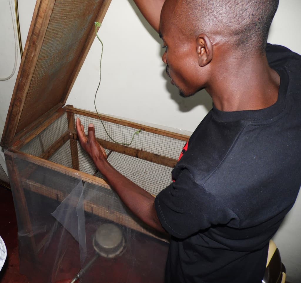 Biogas heater reduces chicks brooding energy cost to zero
