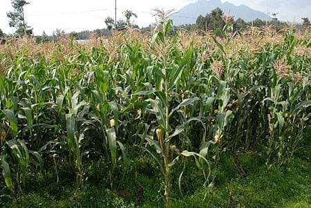 Seed company launches fast maturing, high yielding maize variety