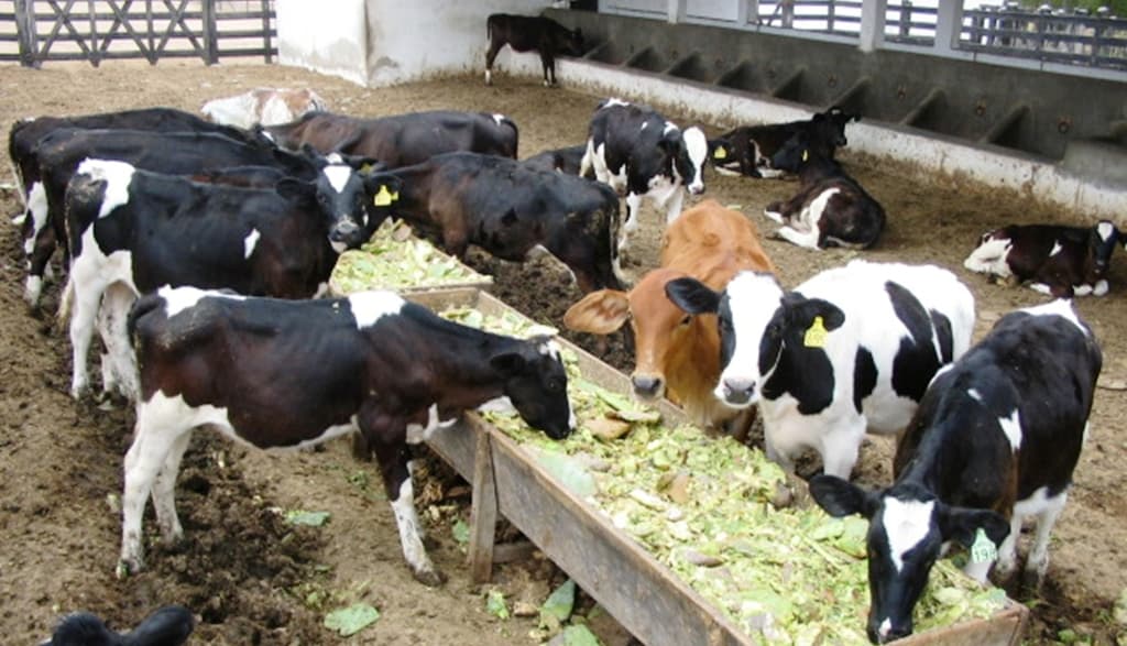 Cactus is water and feed for livestock on dry spells