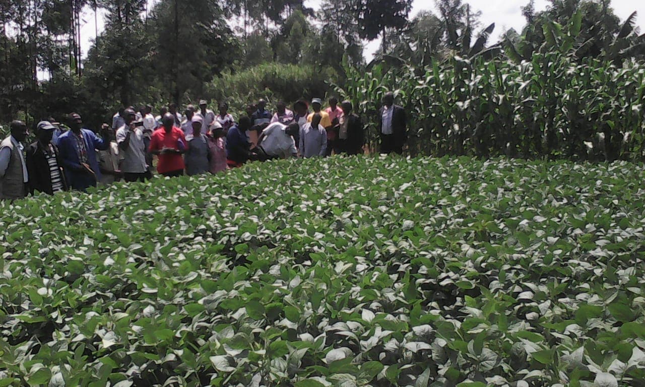 Company delivers rust tolerant soy bean to farmers’ doorstep and connects them to markets