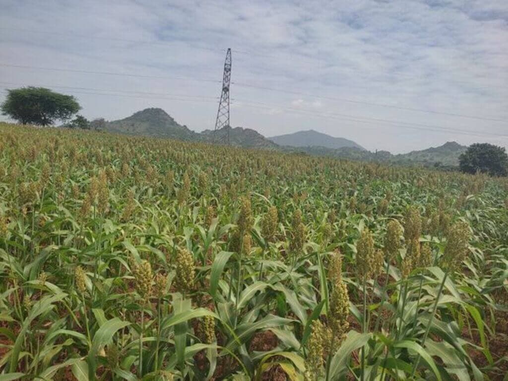 Brewer’s sorghum growers take flight to better-paying contracts