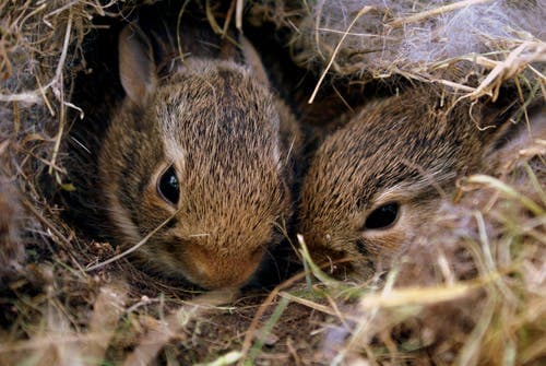 Fact Sheet: homemade concentrate to replace commercial rabbit feed