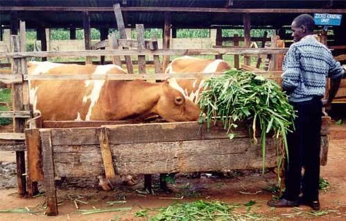 Why dairy farmers are ditching traditional grass for Australian red Napier grass