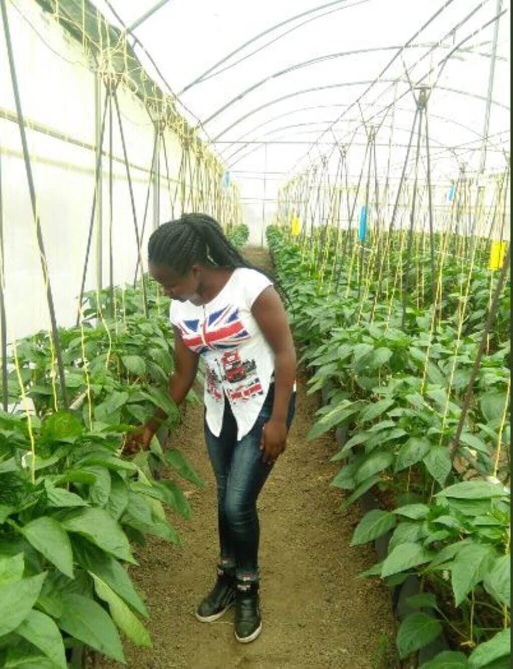 Student grows off-season vegetables for profit