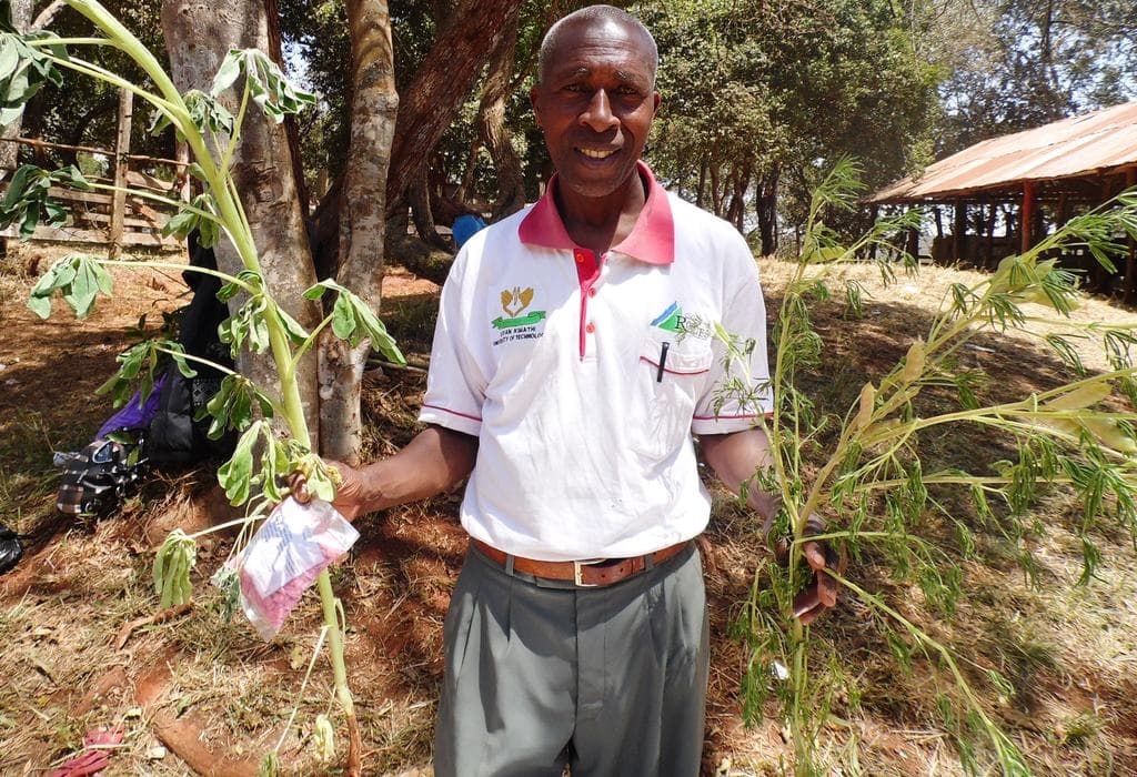 Nutrient-rich sweet lupines increase milk output by 3 liters