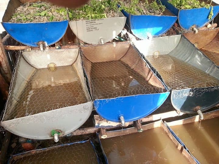 Farmers double yields with fish poultry technology