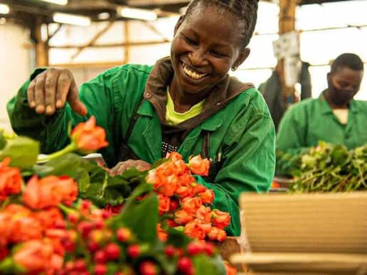 Flower farms grapple with backlogs after aviation strike