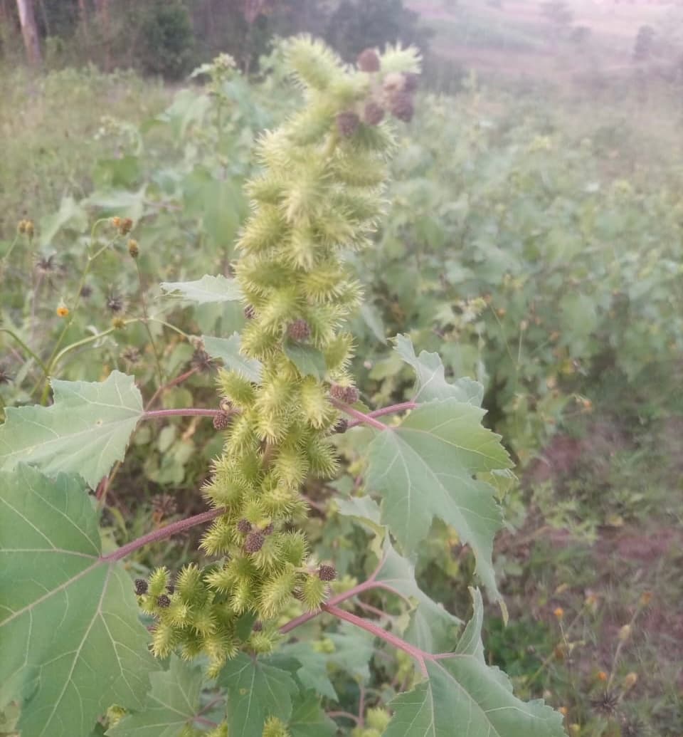 Farmer pioneers nuisance weed as high-profit herbal crop