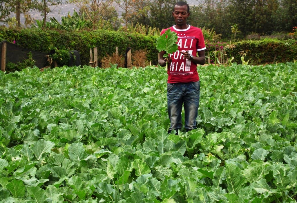 Mulching a key skill to keep your vegetables growing in drier seasons