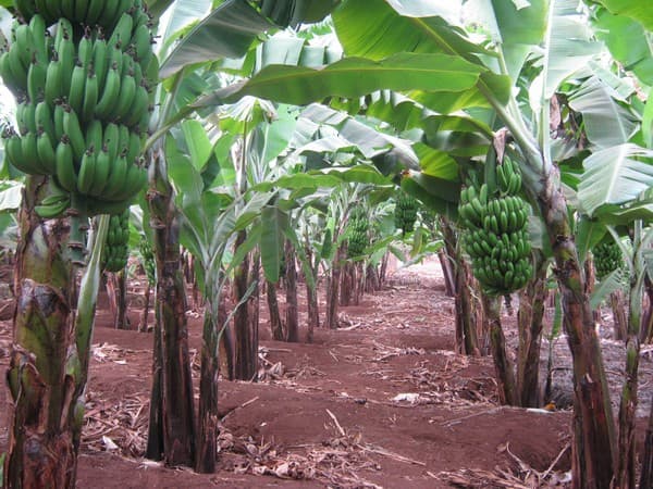 Scientist finds solution to deadly banana disease through genetic orientation