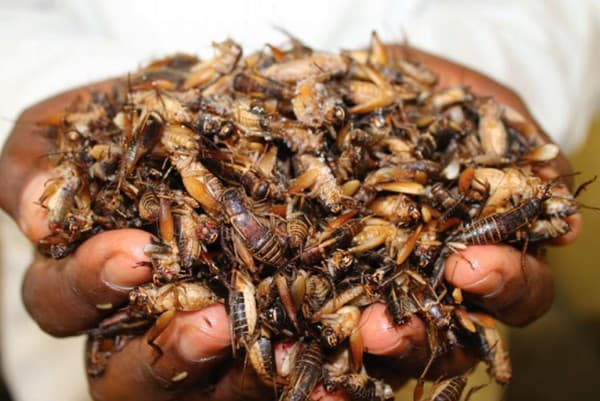 JKUAT trains farmers on cricket farming