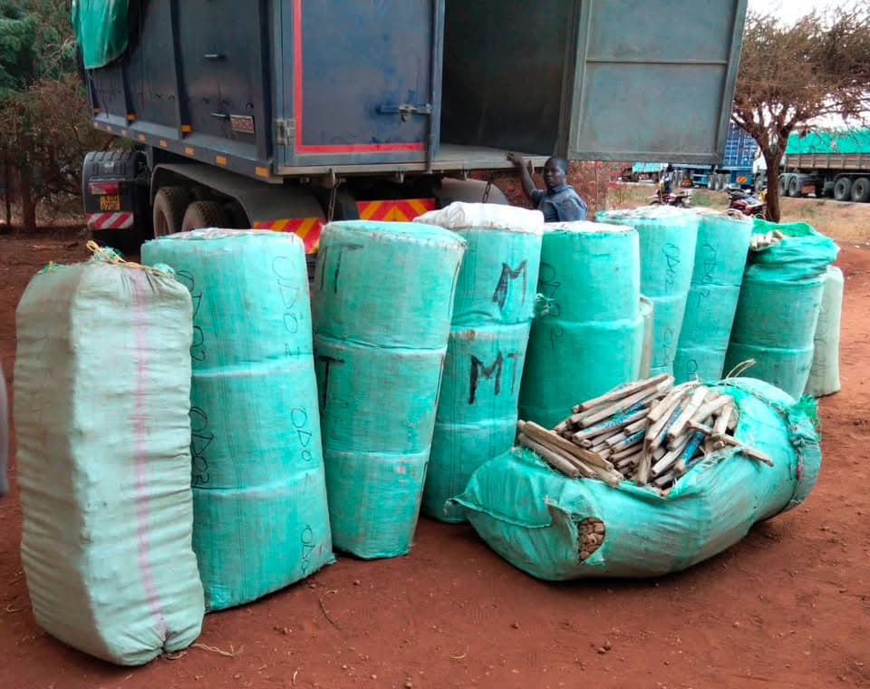 Detectives Seize Sh24.7 Million Cannabis Haul in Voi, Arrest Two Suspects