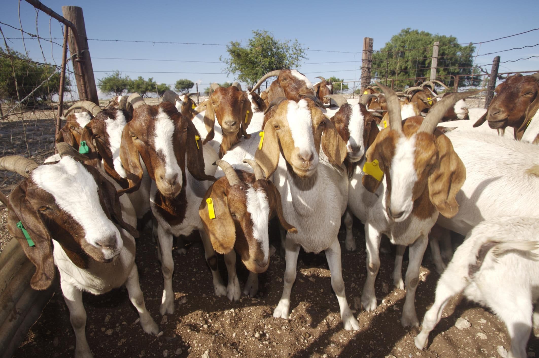 Here are 25 farming questions and answers every goat farmer should know
