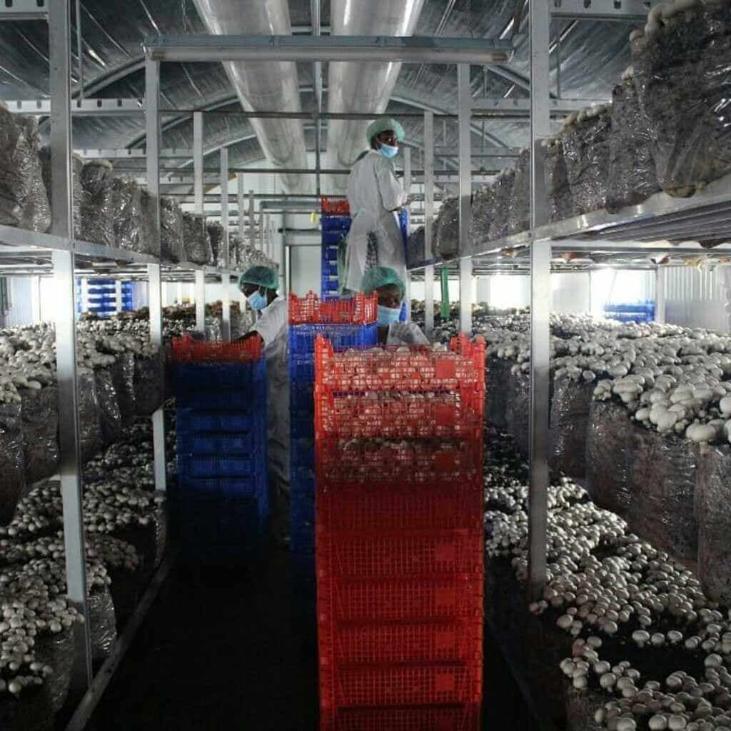 Rwanda steps up to meet Kenya’s racing button mushroom demand