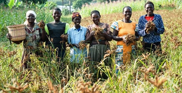 Brewery wants sorghum and millet
