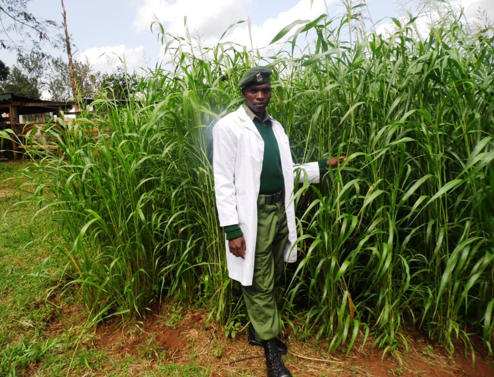 Milk prices to drop with rains
