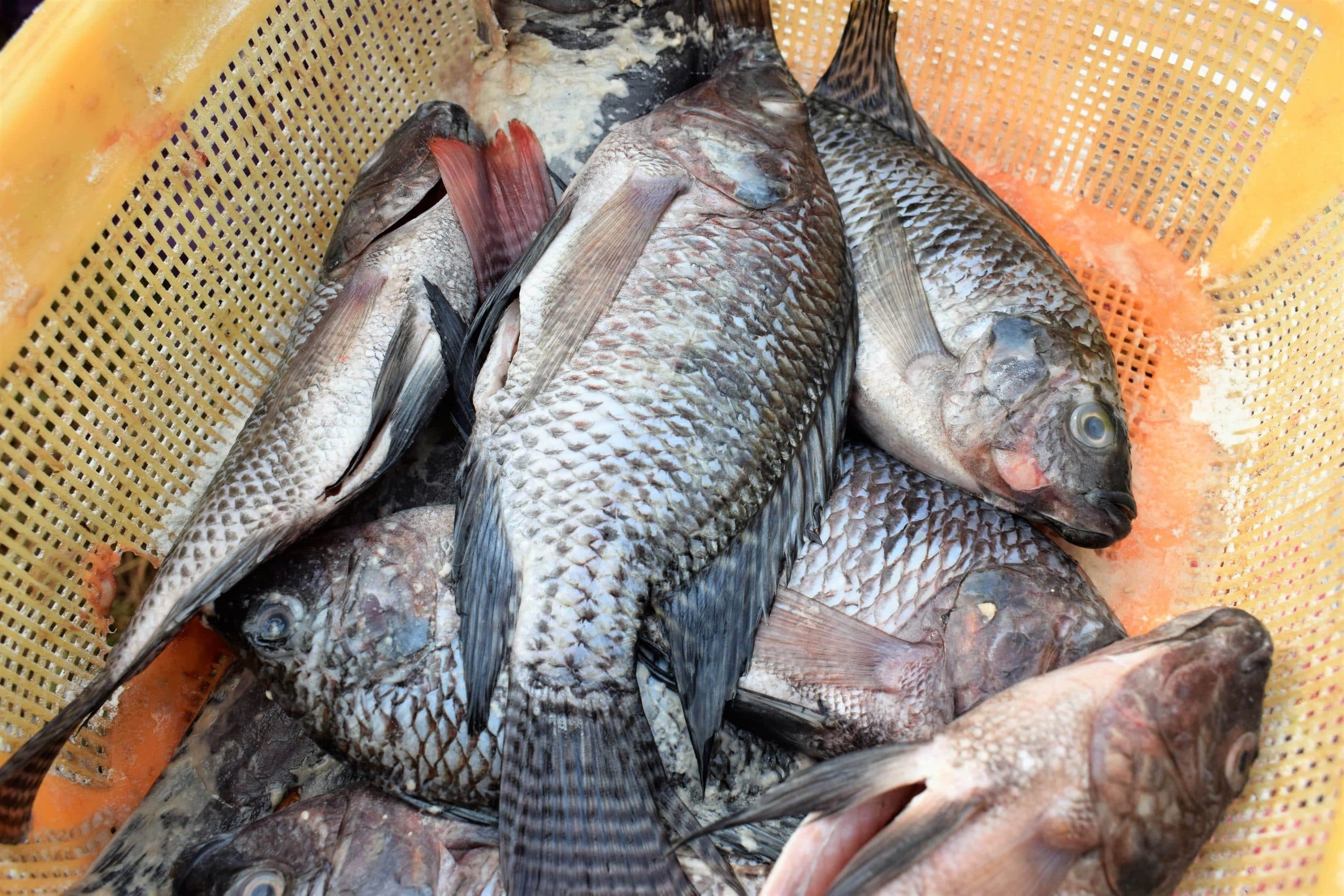 Researchers flag surge in fish diseases killing fish and making farmers sick