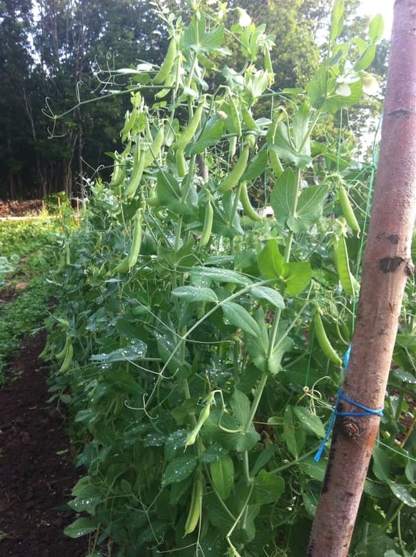How to grow, harvest the delicate sugar snap for export