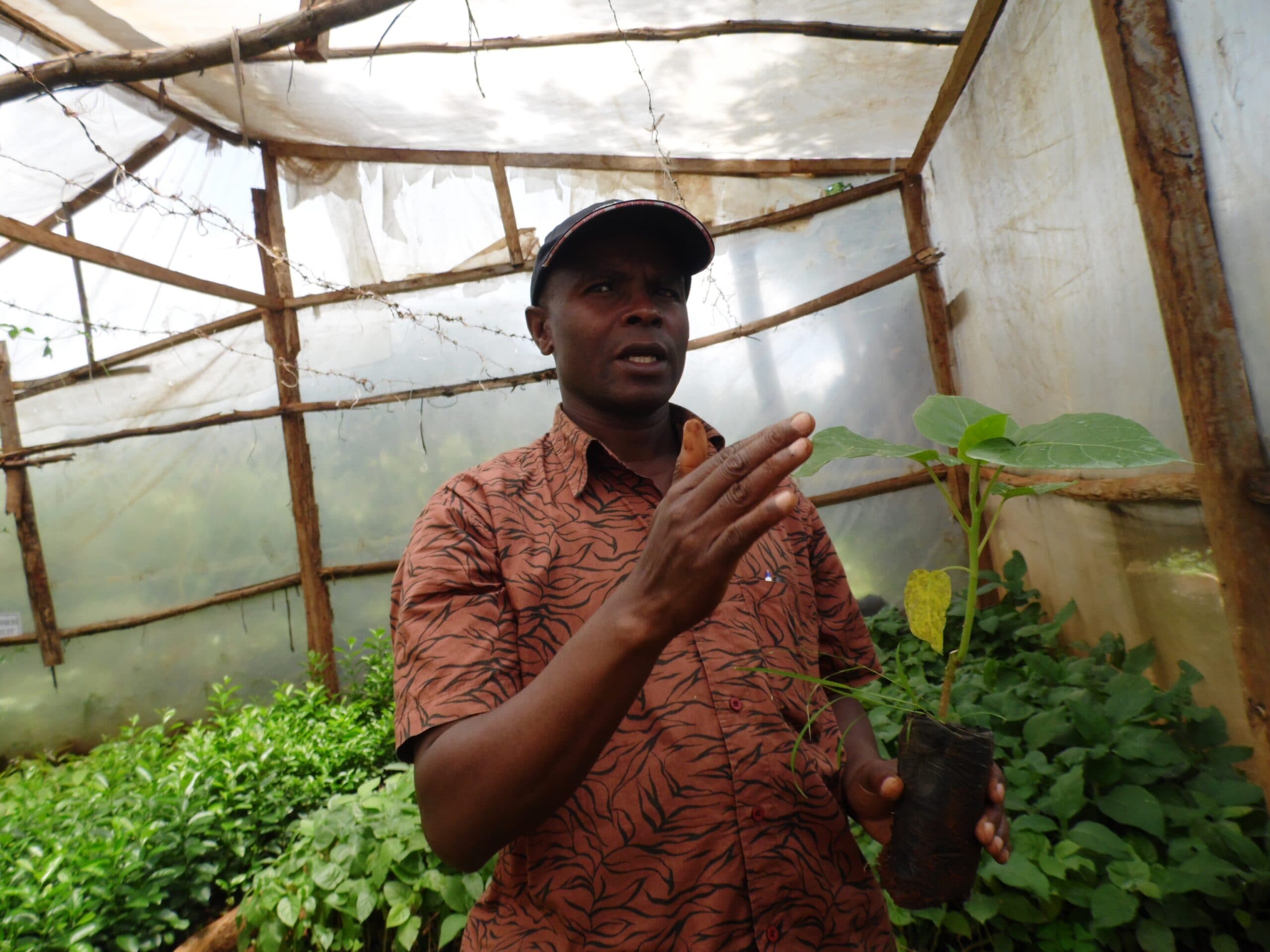 Factsheet on grafting crops