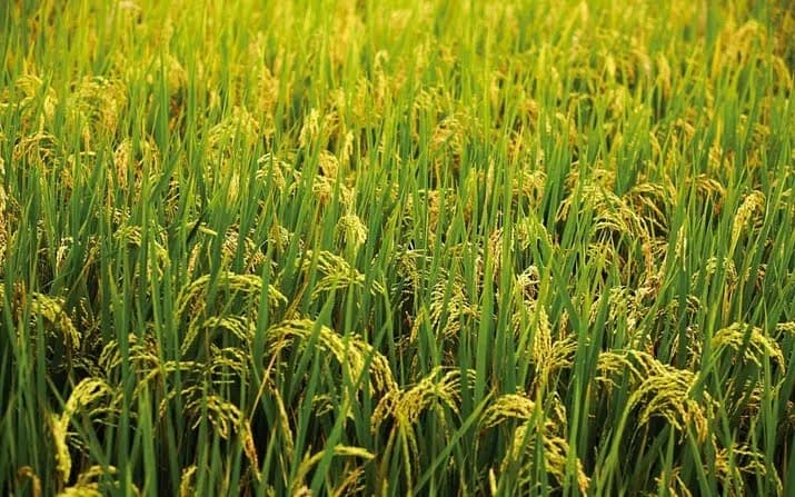 New rainfed rice could unlock thousands of acres, save Kenya billions in imports