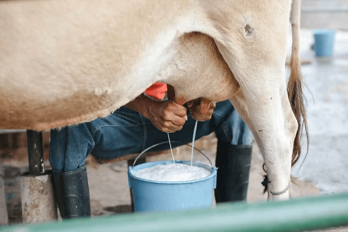 How much feed does a cow need to produce 1 liter of milk?