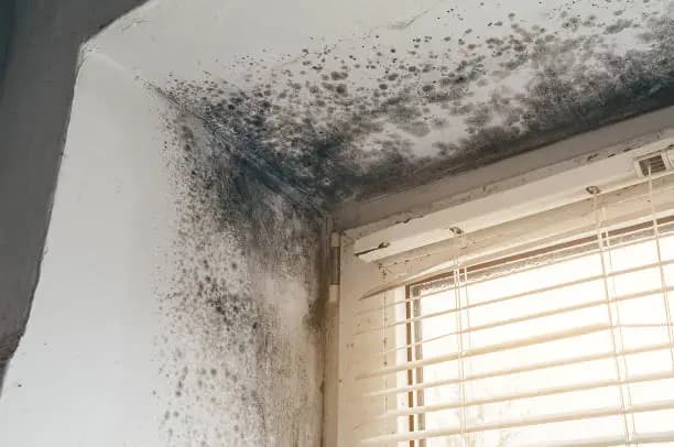 How to Avoid Dampness on Walls