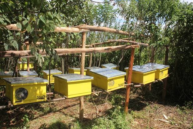 Domesticating stingless bees