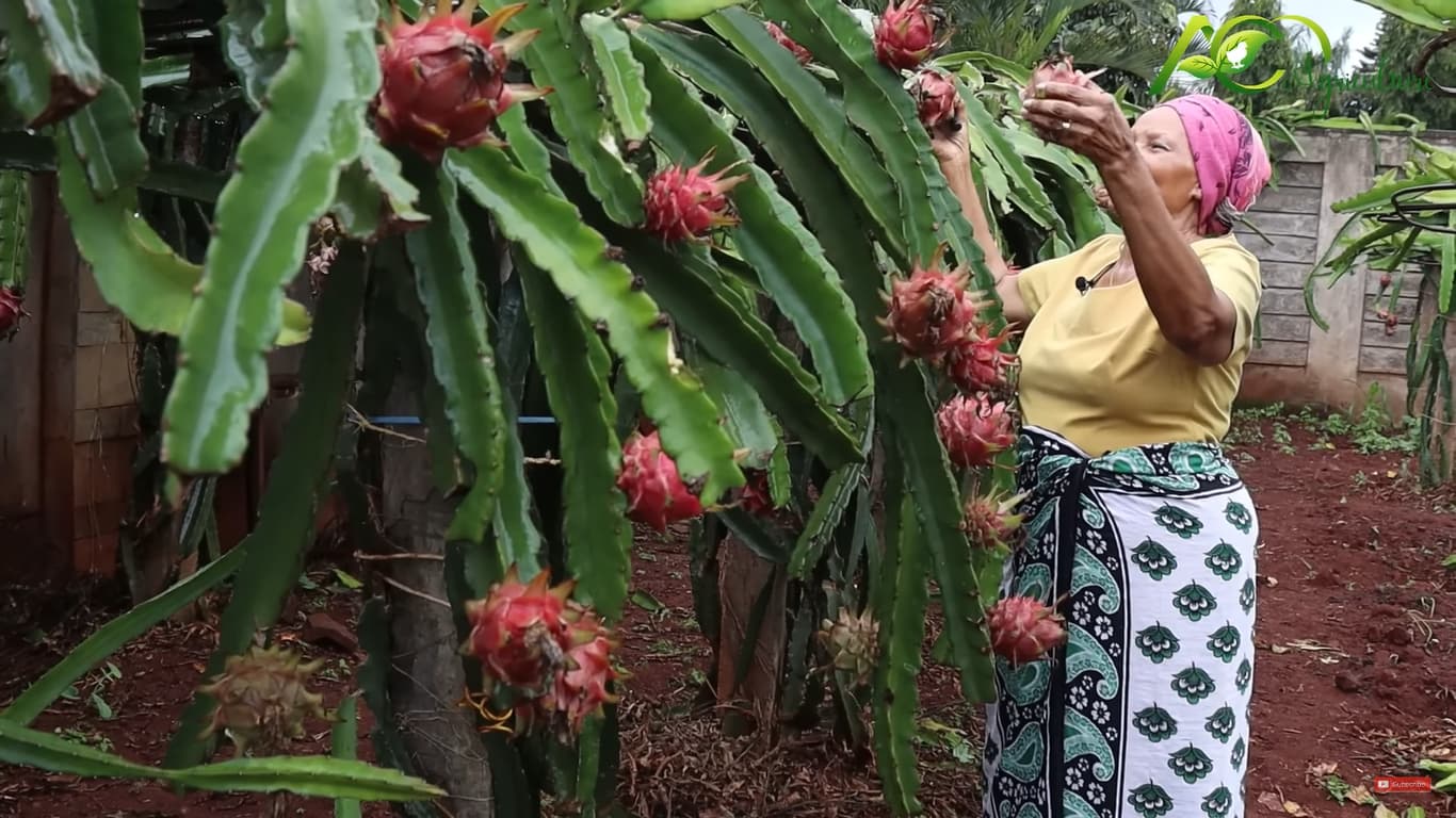 Dragon Fruit: How I started farming the most profitable fruit with Sh400,000