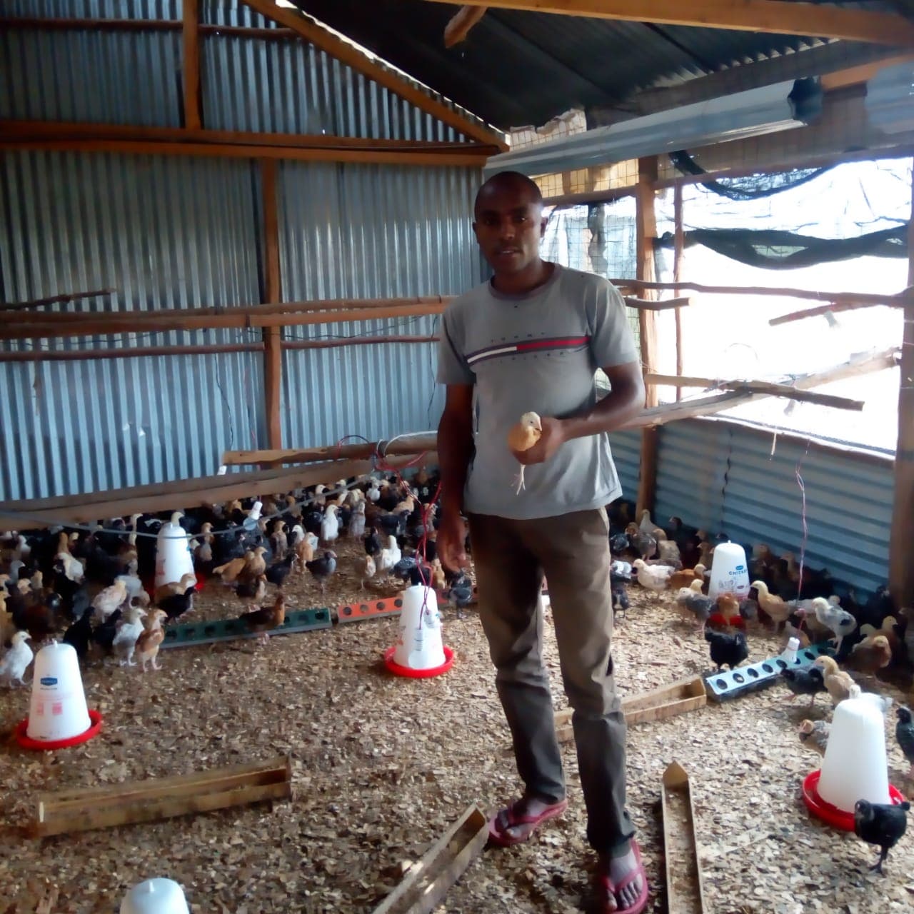 How poultry side hustle turned tour guide into a countrywide supplier