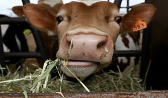 E. African youth turn hay making into thriving ventures