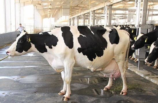 How I increased milk production from 7 litres to 38 litres per cow daily