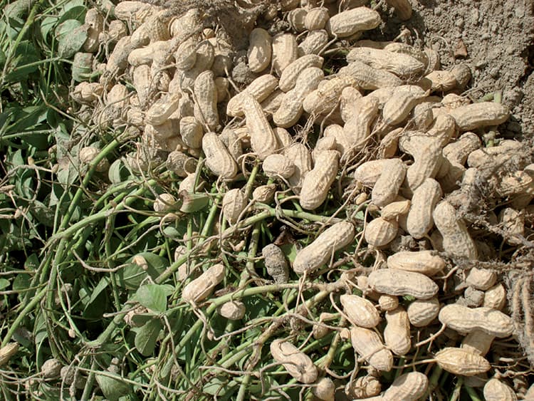Mombasa paying highest for groundnuts