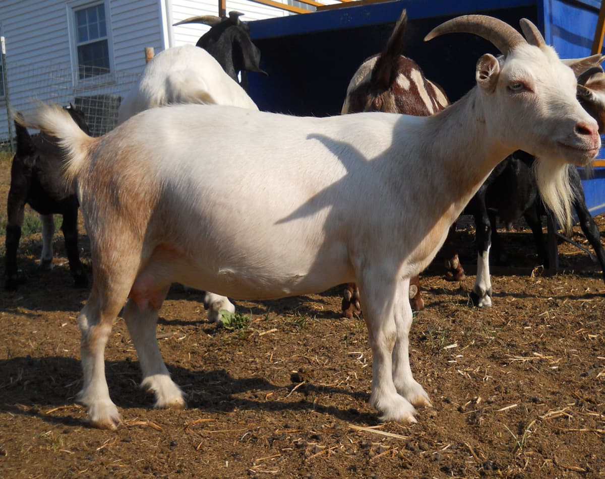 Goat farmers milk their way to fortune with investment groups
