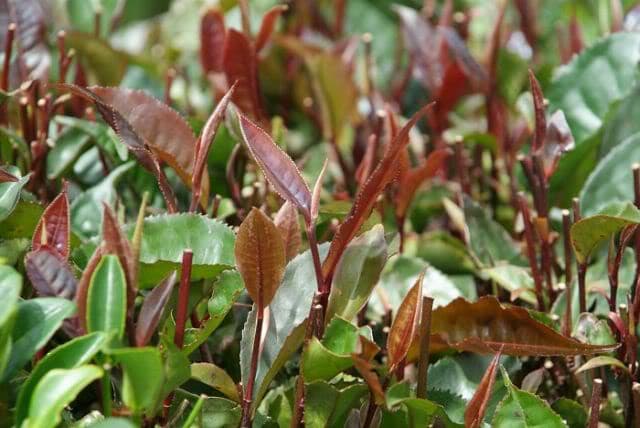 Purple tea offers farmers mixed bag of fortunes