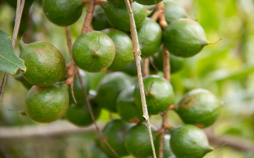 FarmBiz TV:Murang’a 20 macadamia delivers triple yields for farmers