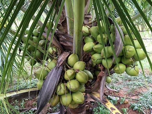 New dwarf coconut cuts growing time in half wooing coast farmers back